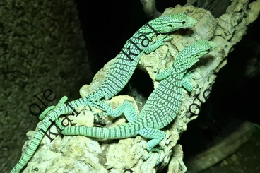 Echsen  kaufen und verkaufen Foto: Varanus prasinus Merauke cb