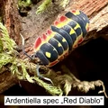 Bild 9/25