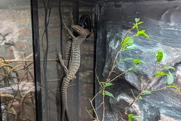 Monitor lizards kaufen und verkaufen Photo: Pair Varanus Tristis Tristis 2023