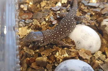 andere Echsen kaufen und verkaufen Foto: Timon lepidus Perleidechse Wildform Jungtiere