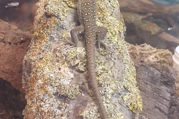 Lizards kaufen und verkaufen Photo: Timon lepidus DNZ 12/2025