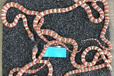 Schlangen kaufen und verkaufen Foto: Lampropeltis > Boaedon > Palmetto > Mandarinus > Heterodon