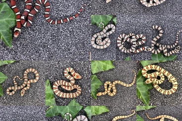 Snakes kaufen und verkaufen Photo: Lampropeltis + Boaedon Leonis + Heterodon + Palmetto + Mandarinus