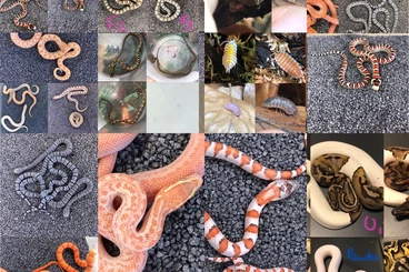 Snakes kaufen und verkaufen Photo: Lampropeltis/ Boaedon/ Mandarinus/ nasicus/ Pythons/ Asseln