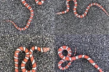 Snakes kaufen und verkaufen Photo: Asseln | Lampropeltis | Palmetto | Heterodon | Boaedon | Mandarinus