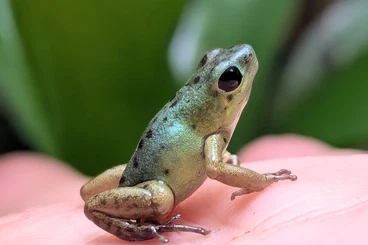 Poison dart frogs kaufen und verkaufen Photo: Oophaga pumilio "Colon, Drago"