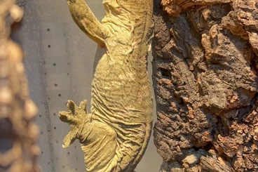 Geckos kaufen und verkaufen Foto: 0.1 Leachianus pure Bayonnaise for hamm