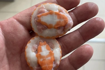 Schildkröten  kaufen und verkaufen Foto: Kinosternon, staurotypus, emydura