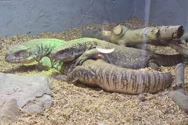 Warane kaufen und verkaufen Foto: 1.1 Varanus exanthematicus