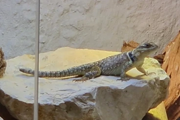 andere Echsen kaufen und verkaufen Foto: 0.1 Sceloporus cyanogenis