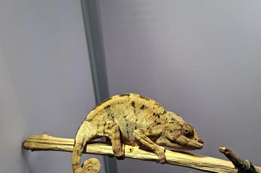 Chamäleons kaufen und verkaufen Foto: 1.2 Furcifer pardalis Ankify Enz 2025 Hamm