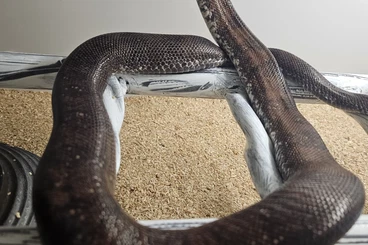 Snakes kaufen und verkaufen Photo: Adulte hortulanus abzugeben