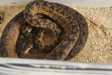 Boas kaufen und verkaufen Photo: Adulte hortulanus abzugeben für hamm