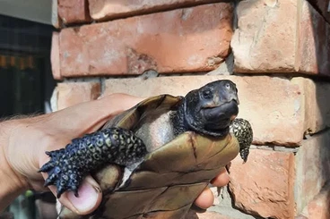 Schildkröten  kaufen und verkaufen Foto: Hamm, Houten, Ziva Exotica