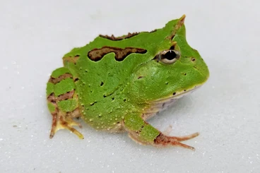 frogs kaufen und verkaufen Photo: Hamm, Ziva Exotica Prague, Terraplaza etc.