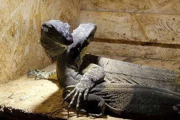 Monitor lizards kaufen und verkaufen Photo: Varanus varius – paar Normal/Bell