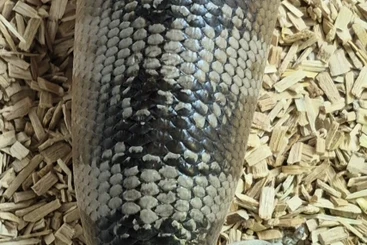 Echsen  kaufen und verkaufen Foto: Tiliqua occipitalis