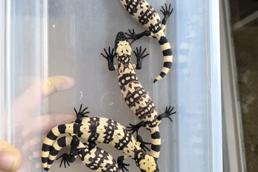 Lizards kaufen und verkaufen Photo: Heloderma Suspectum 'Cinctum' 2025