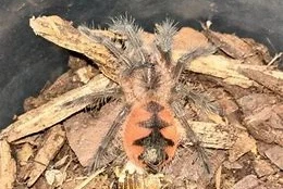 - bird spiders kaufen und verkaufen Photo: spiders for sale .Venlo 5 min to the border with Nettetal Germany