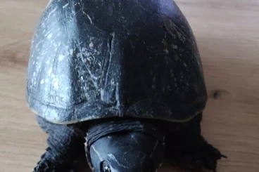 Sumpfschildkröten kaufen und verkaufen Foto: Moschusschildkröte 0,1 abzugeben