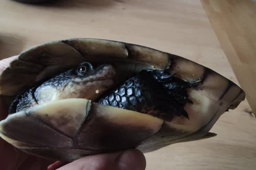 Sumpfschildkröten kaufen und verkaufen Foto: Mesoclemmys gibba - Männchen