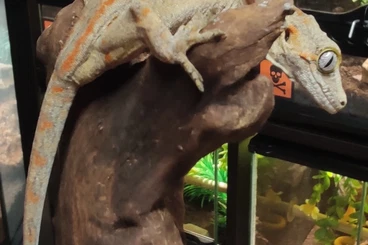 Echsen  kaufen und verkaufen Foto: 1,0 Höckerkopfgecko