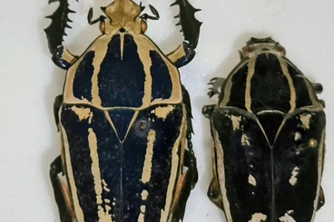 Insekten kaufen und verkaufen Foto: To offer for Ento-Mons fait