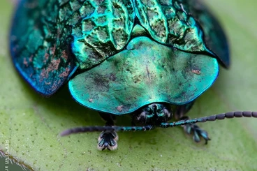 echte Webspinnen kaufen und verkaufen Foto: Hello to offer for Ento-Mons fait true spiders