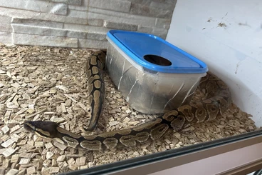 Ball Pythons kaufen und verkaufen Photo: 2 Königspythons abzugeben