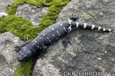 other lizards kaufen und verkaufen Photo: Heloderma horridum Super Black CB26