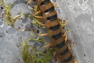 - bird spiders kaufen und verkaufen Photo: Expo Hamm Offer 14.03.2026