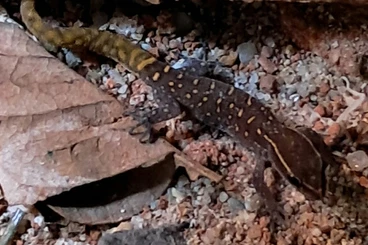 Geckos kaufen und verkaufen Photo: Geckos for Hamm 13-12-2025