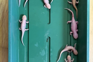 Salamander kaufen und verkaufen Foto: Tigersalamander Nachzuchten