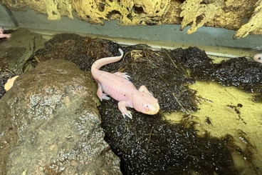 newts and salamanders kaufen und verkaufen Photo: Ambystoma marvortium Nachzuchten 2025