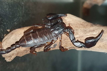 Scorpions kaufen und verkaufen Photo: Euscorpius verschiedene Arten
