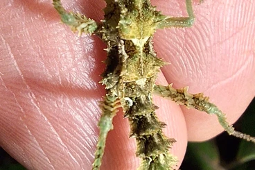 Insects kaufen und verkaufen Photo: Verschieden Phasmidennachzuchten und Eier abzugeben