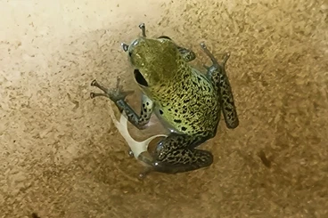 Pfeilgiftfrösche kaufen und verkaufen Foto: Oophaga Pumilio Chirqui Grande