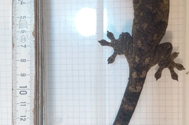 Geckos kaufen und verkaufen Foto: For March Hamm