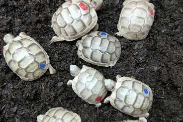 Tortoises kaufen und verkaufen Photo: T. marginata Albino T+ and 66% HETs