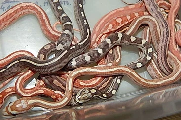 Snakes kaufen und verkaufen Photo: Pantherophis Guttatus - Elaphe / Cornsnakes, Lampropeltis : Milksnakes
