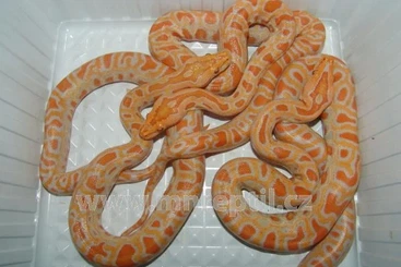 Snakes kaufen und verkaufen Photo: Python molurus bivittatus - tigerpython/ Burmese :