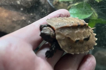 Schildkröten  kaufen und verkaufen Foto: Geoemyda Japonica CB25 for sale