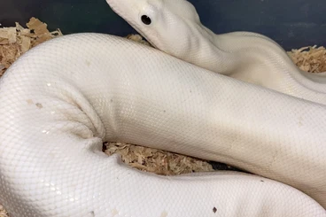 Boas kaufen und verkaufen Photo: Boa constructor super fire proven male