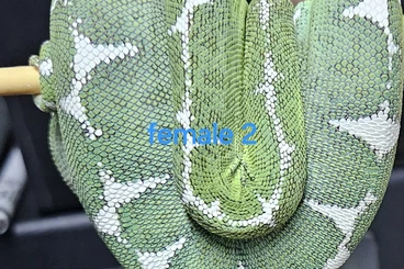 Boas kaufen und verkaufen Photo: 1.1 corallus batesii abzugeben