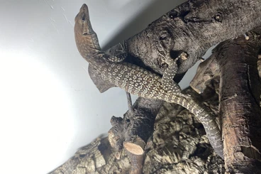 Monitor lizards kaufen und verkaufen Photo: Varanus tristis tristis and beccarii