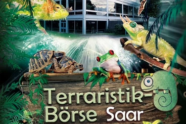 Schlangen kaufen und verkaufen Foto: Terraristikbörse Terra Saar 08.02.2026