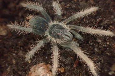 - bird spiders kaufen und verkaufen Photo: Biete für Hamm (14.03.26) oder Versand