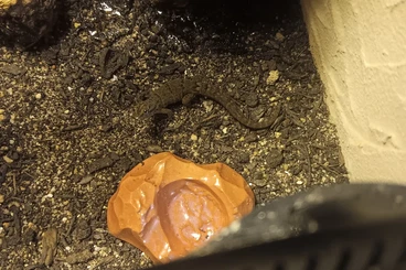 Lizards kaufen und verkaufen Photo: Biete verschiedene Reptilienarten