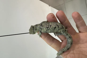 other lizards kaufen und verkaufen Photo: 0.1 abronia mixteca for Hamm