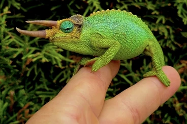 Chamäleons kaufen und verkaufen Foto: 1.0 trioceros jacksonii merumontanus